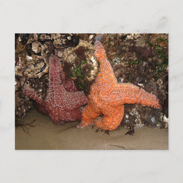 Postal Estrellas Starfish/Sea, Cannon Beach OR, Foto 3 (Anverso)
