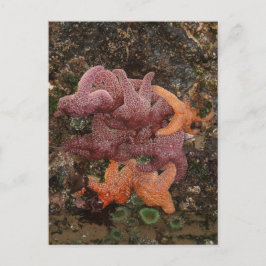Postal Estrellas Starfish/Sea, Cannon Beach OR, Foto 5