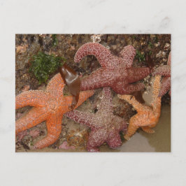 Postal Estrellas Starfish/Sea en la playa de Cannon, OR,