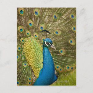Postal Estribillo de pavo real
