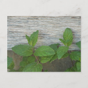 Postal estropajo fresco de menta