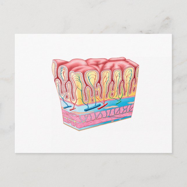 Postal Estructura De Anatomía Y Capas De La Pared De Estó (Anverso)