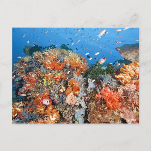 Postal Estructura de arrecifes sana, Parque Nacional Komo (Anverso)