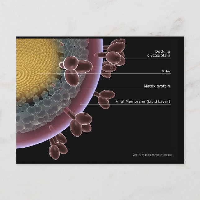 Postal Estructura de una célula de VIH (Anverso)