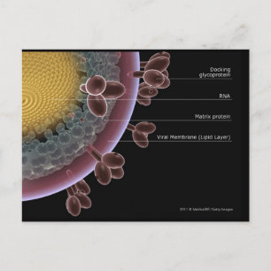 Postal Estructura de una célula de VIH