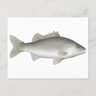 Postal Estuario Perch