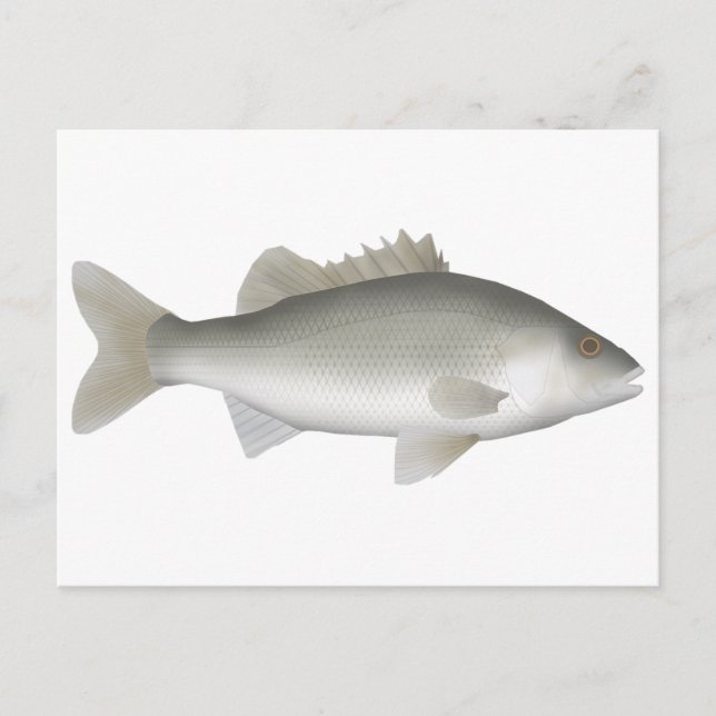Postal Estuario Perch (Anverso)