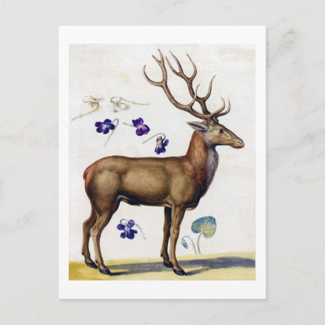 Postal Estudio de ciervos y flores, Arcimboldo (Anverso)