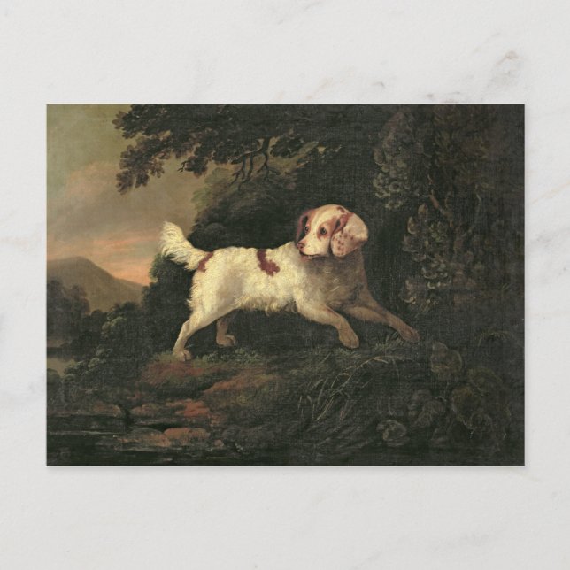 Postal Estudio de Clumber Spaniel (Anverso)