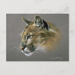 Postal Estudio de Cougar