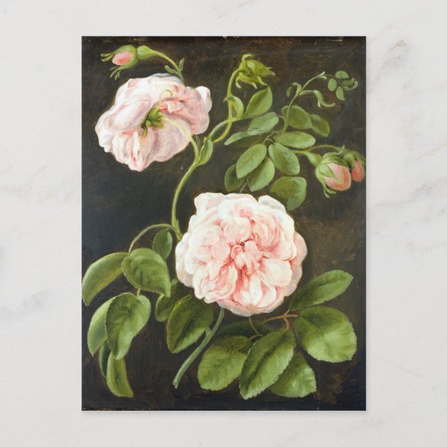 Postal Estudio de Flores (Anverso)