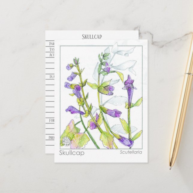 Postal Estudio de hierba de la hierba de la cáscara de la (Anverso/Reverso In Situ)