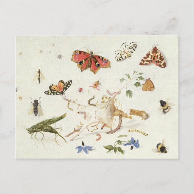 Postal Estudio de insectos y flores (Anverso)