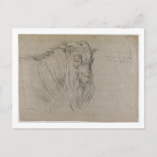 Postal Estudio de la cabeza de un Ram (negro, sanguino y