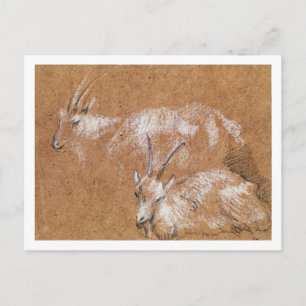 Postal Estudio de las cabras (dibujo)