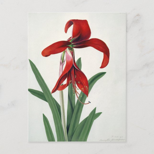Postal Estudio de las flores, (Anverso)