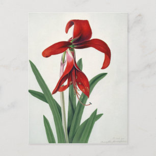 Postal Estudio de las flores,
