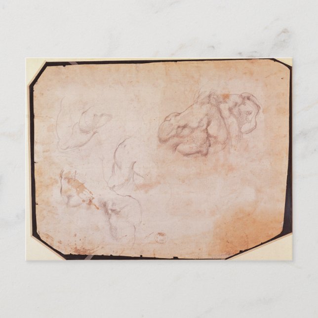 Postal Estudio de los músculos (Anverso)