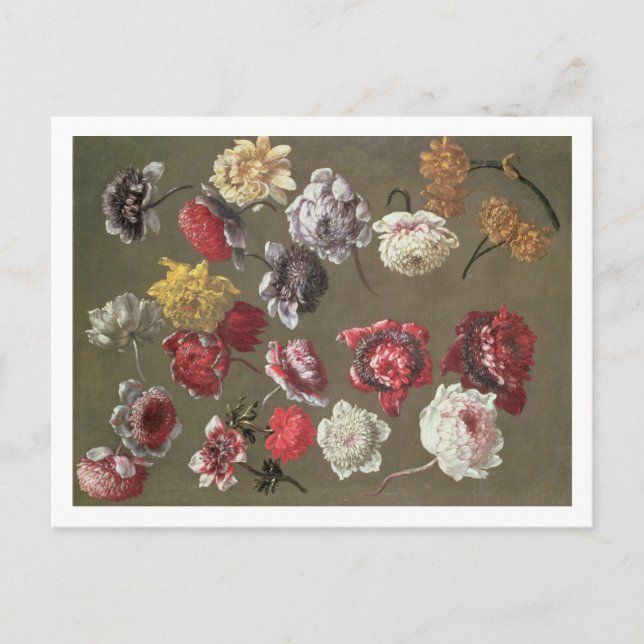 Postal Estudio de Peonies (aceite sobre lienzo) (Anverso)