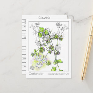 Postal Estudio de planta de hierba de cocina medicinal de