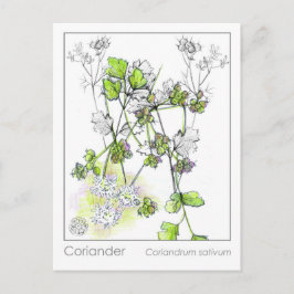 Postal Estudio de planta de hierba de cocina medicinal de