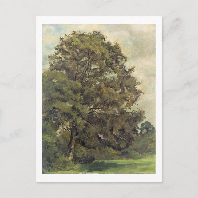 Postal Estudio de un árbol de ceniza, c.1851 (aceite sobr (Anverso)