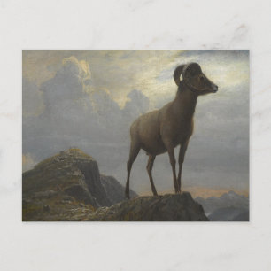 Postal Estudio de un carnero de cuernos grandes de Albert