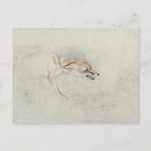 Postal Estudio de un zorro agobiante, frente al verso der (Anverso)