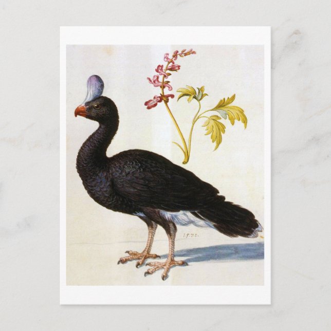 Postal Estudio de una Curassow Casmeada, Arcimboldo (Anverso)