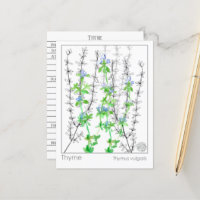 Estudio herbario de la hierba de Thyme Materia de 