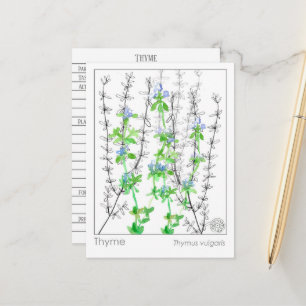 Postal Estudio herbario de la hierba de Thyme Materia de