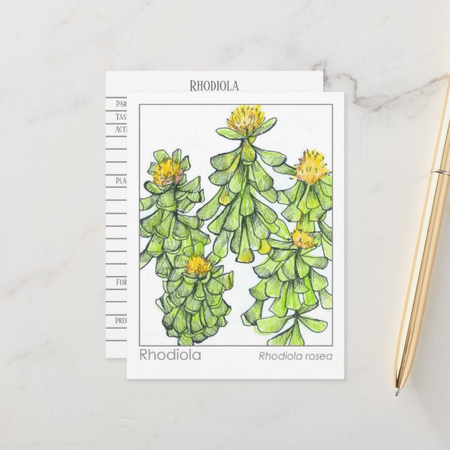 Postal Estudio herbario de la planta de Rhodiola Materia  (Anverso/Reverso In Situ)