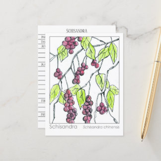 Postal Estudio herbario Schisandra Herb Materia Medica Ca