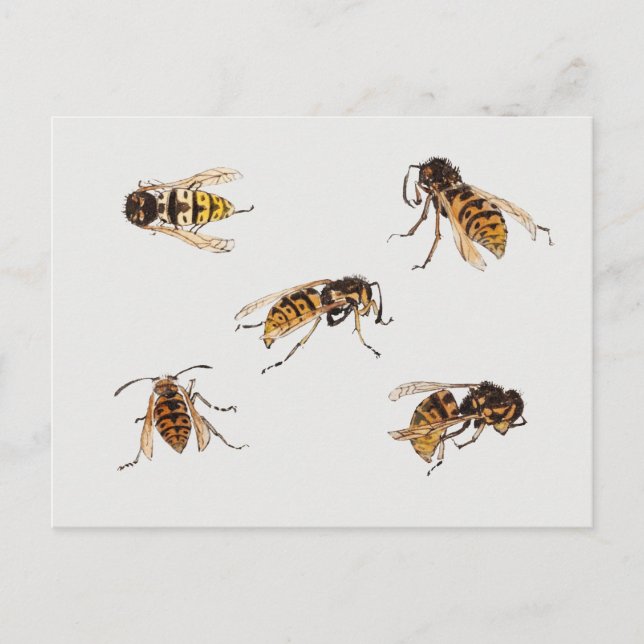 Postal Estudios de avispas - Julie de Graag (Anverso)
