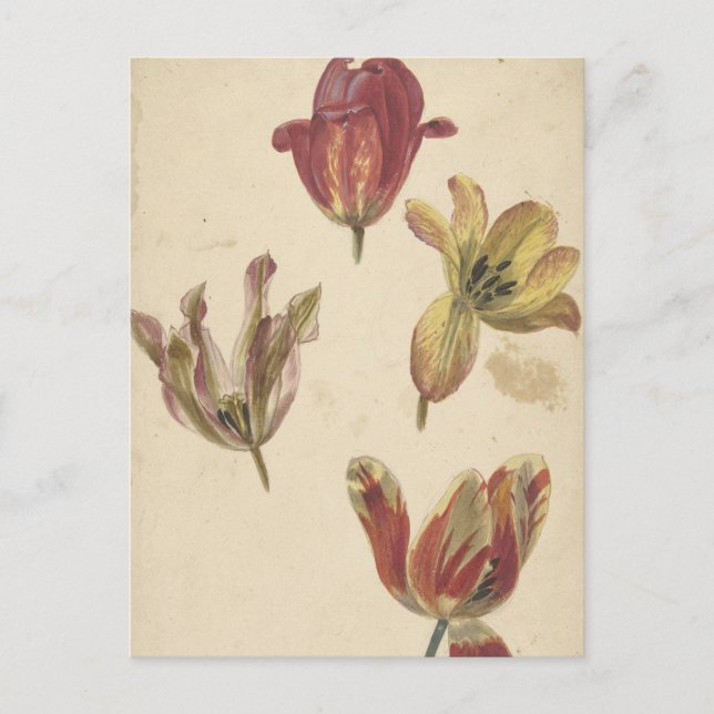 Postal Estudios de cuatro tulipanes por Elias van Nijmege (Anverso)