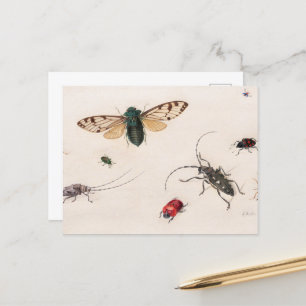 Postal Estudios de insectos de Johannes Bronckhorst