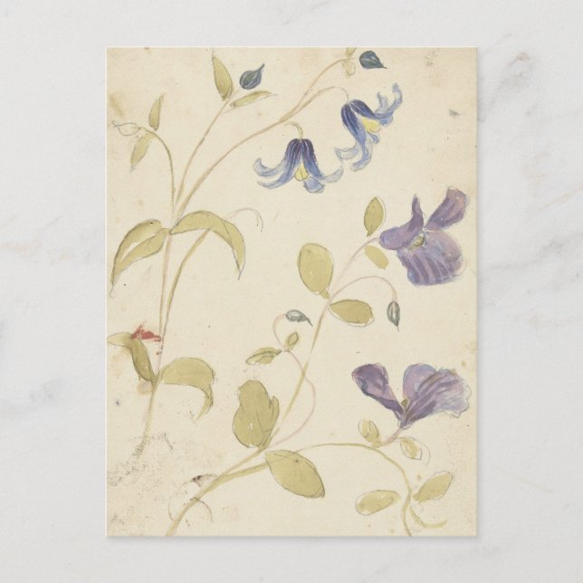 Postal Estudios de las flores moradas y azules de Nijmege (Anverso)