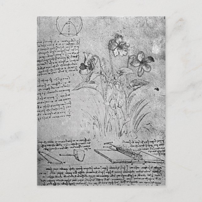 Postal Estudios de Violas (Anverso)