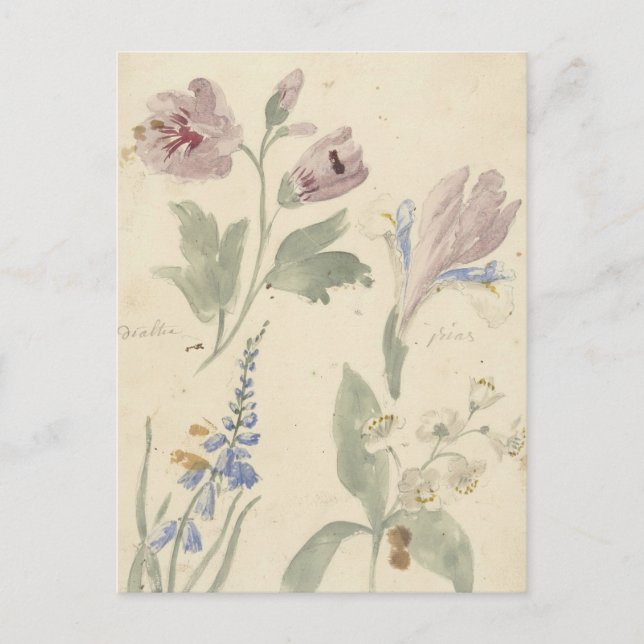Postal Estudios van Bloemen Waaronder een Iris de Nijmege (Anverso)