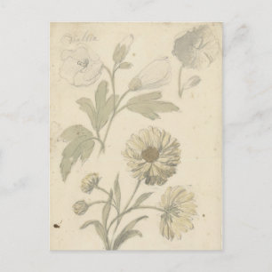 Postal Estudios van Zonnebloemen en Dialtia por Nijmegen