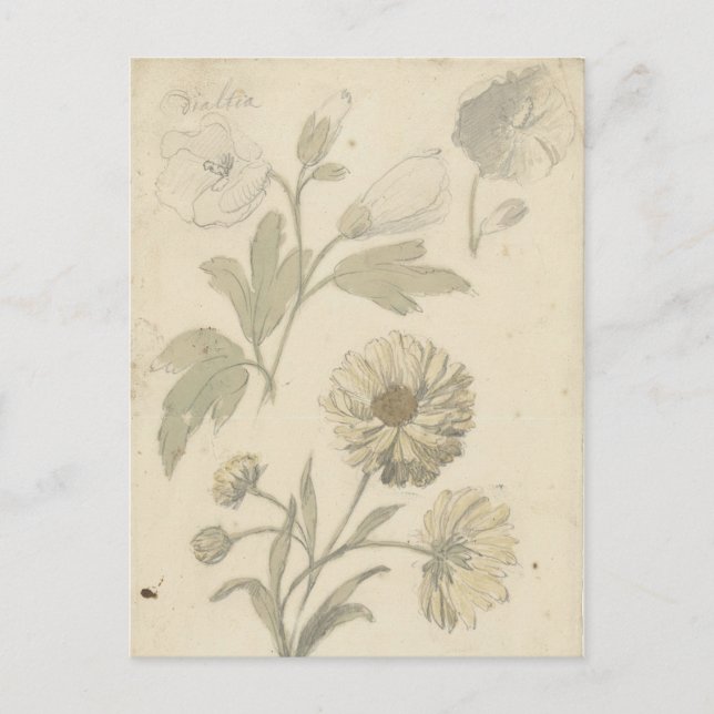 Postal Estudios van Zonnebloemen en Dialtia por Nijmegen (Anverso)