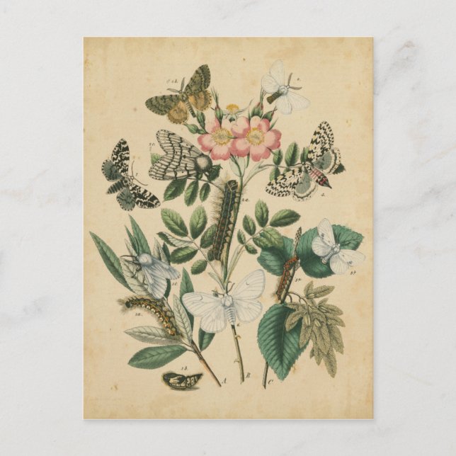 Postal Etapas de la vida de la mariposa por Vision Studio (Anverso)