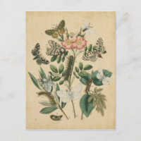 Etapas de la vida de la mariposa por Vision Studio