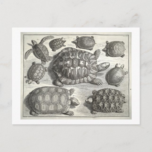 Postal Etching De Tortuga Vintage (Anverso)