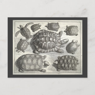 Postal Etching De Tortuga Vintage