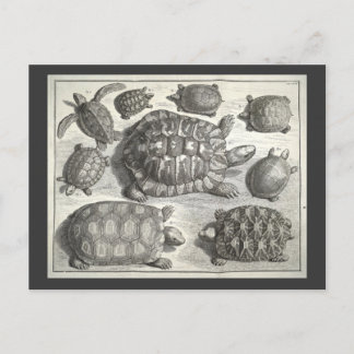 Postal Etching De Tortuga Vintage