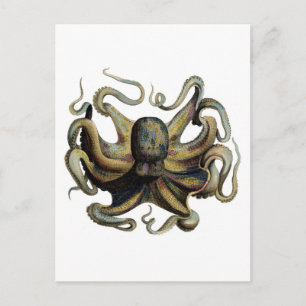 Postal Etching Zoológico Clásico - Octopus Grumpy