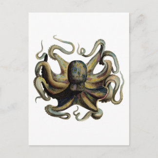 Postal Etching Zoológico Clásico - Octopus Grumpy