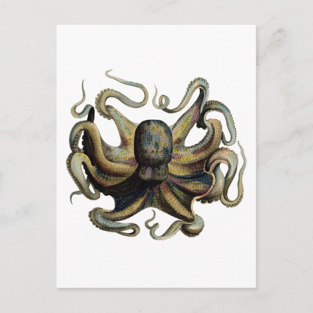 Postal Etching Zoológico Clásico - Octopus Grumpy (Anverso)