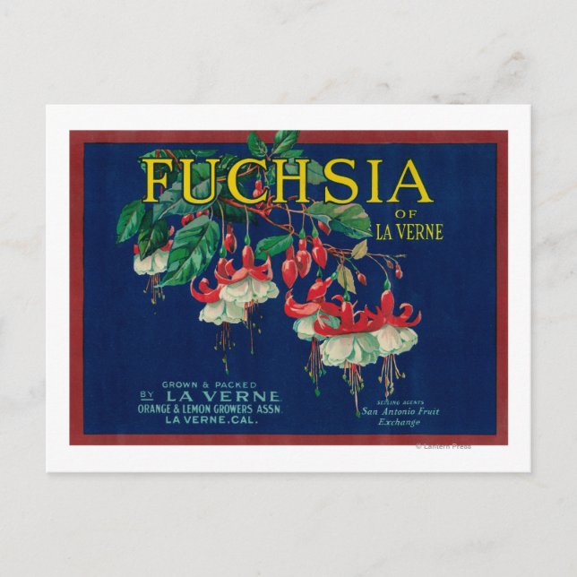 Postal Etiqueta de limón de FuchsiaLa Verne, CA (Anverso)
